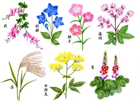 秋の七草の意味とは 食べる時期はいつ頃 覚え方は歌と語呂合わせ 日本文化研究ブログ Japan Culture Lab