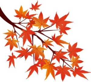 紅葉狩りの意味とは？なぜ赤くなるの？紅葉(もみじ)と楓(かえで)の違い - 日本文化研究ブログ - Japan Culture Lab