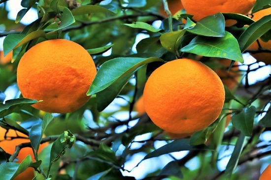木になった橙（だいだい）