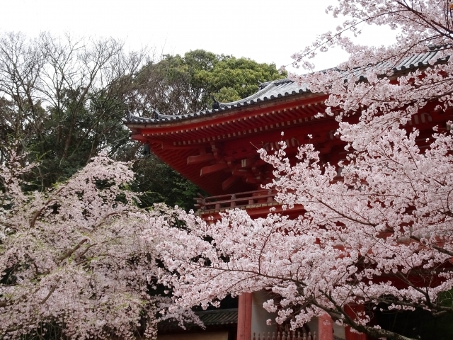 寺社の桜
