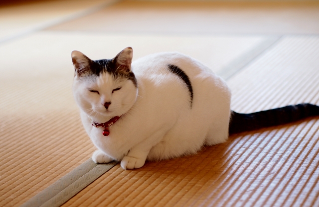 畳の縁を踏む猫