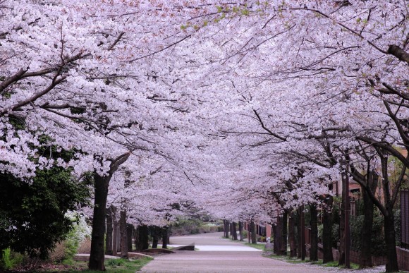 21年桜の開花予想や満開はいつ 桜前線の意味とは 日本文化研究ブログ Japan Culture Lab