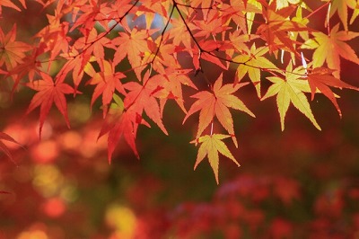 秋の俳句30選 有名な秋の俳句一覧 名作俳句の作者 季語 意味とは 日本文化研究ブログ Japan Culture Lab