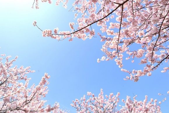 春の俳句30選 有名な春の俳句一覧 名作俳句の作者 季語 意味とは 日本文化研究ブログ Japan Culture Lab