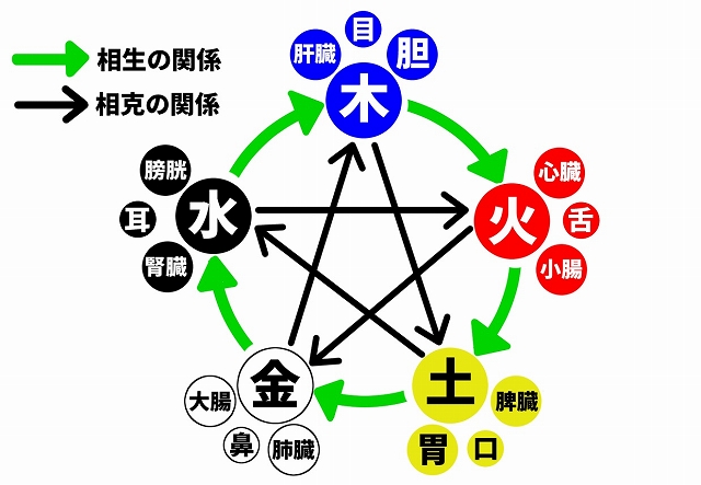 五臓六腑の五臓と六腑の意味とは 五臓六腑はどこにあるの 日本文化研究ブログ Japan Culture Lab