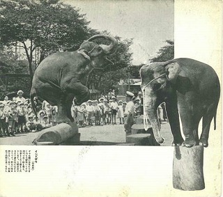 上野動物園の昔の写真ゾウ