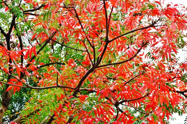 ハゼノキの紅葉