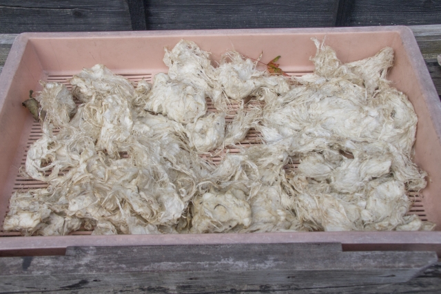 和紙の原料（楮）