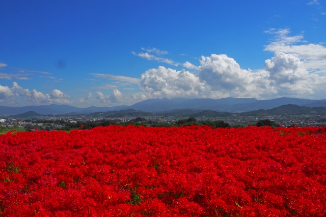 赤いじゅうたんのように広がる彼岸花の群生地