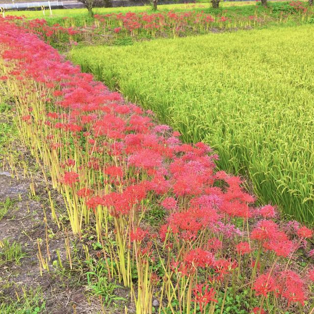 田んぼのあぜに一列に咲く彼岸花