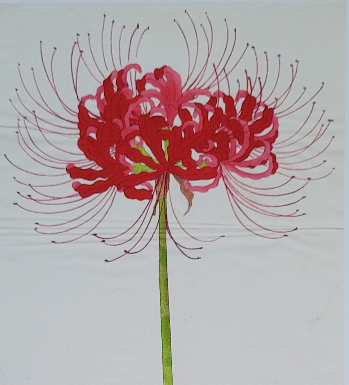 彼岸花を描いた明治時代の水彩画