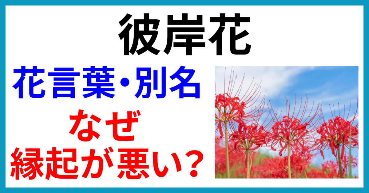 青空の下に咲く赤い彼岸花　花言葉と別名、なぜ縁起が悪いのか