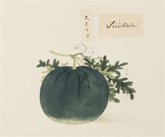 江戸時代に描かれたすいかの図