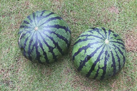 芝生の上に置かれた縞模様の大玉すいか