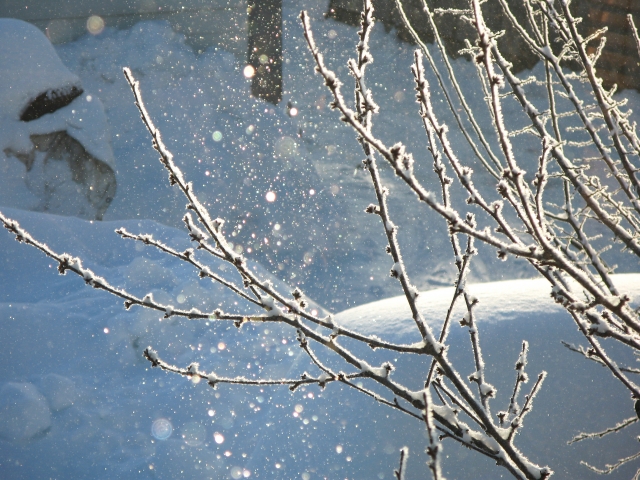 日光を受けて輝く雪と霧氷のついた木の枝